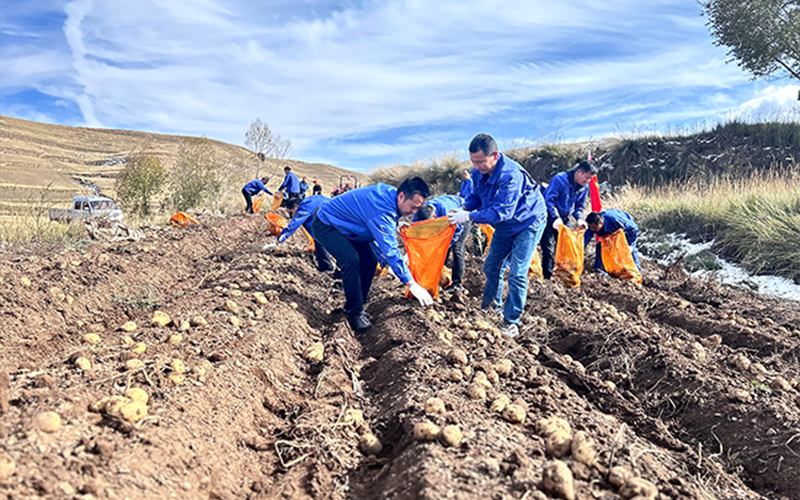35 tons of potatoes were sold!