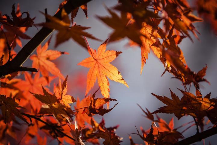autumn-leave-1415541_1920_full_width (1)