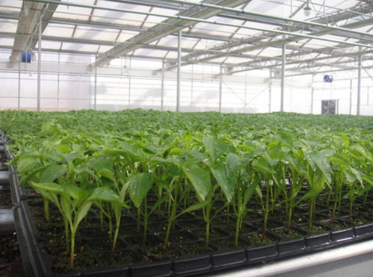 Seedling Tray plays an important role in agricultural production
