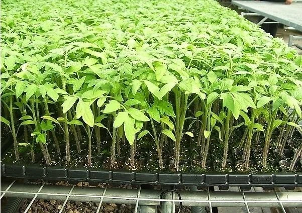 Shandong Hanlan International Trade Co.,Ltd