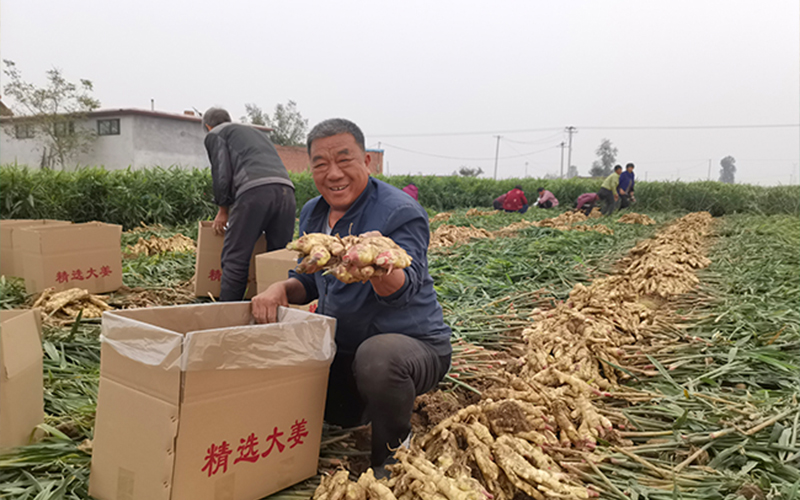 The ginger harvest in the village assisted by our company has been harvested!