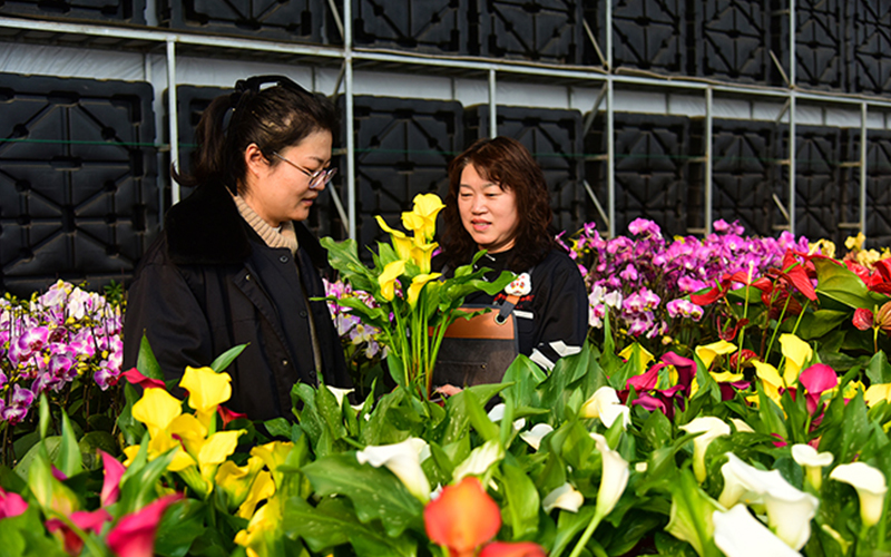 Flowers bloom to welcome the new year Flowers bloom to welcome the new year