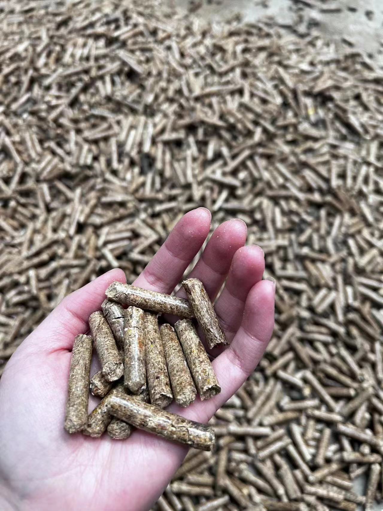 WOOD SAWDUST TEST-RUN ON PELLET MACHINE FOR CUSTOMER