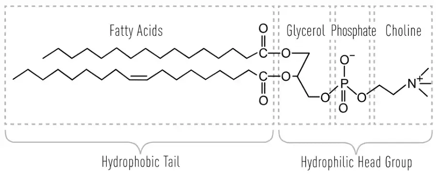 Phospholipide-Abbildung 1.png