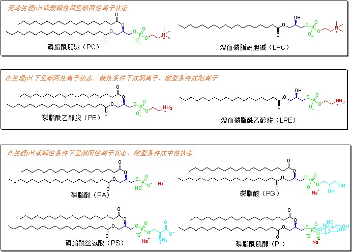 Phospholipide-Abbildung 2.png