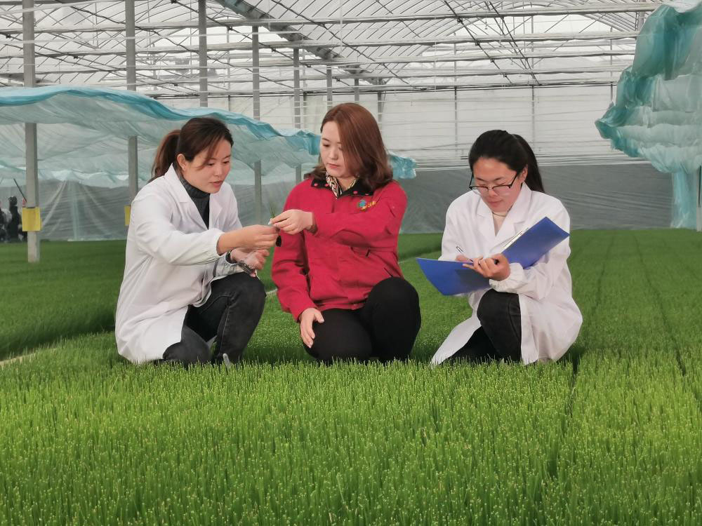 [Anqiu National People's Congress Theme Event] Zhang Xiaoxiao: Using Technology to Help Rural Revitalization