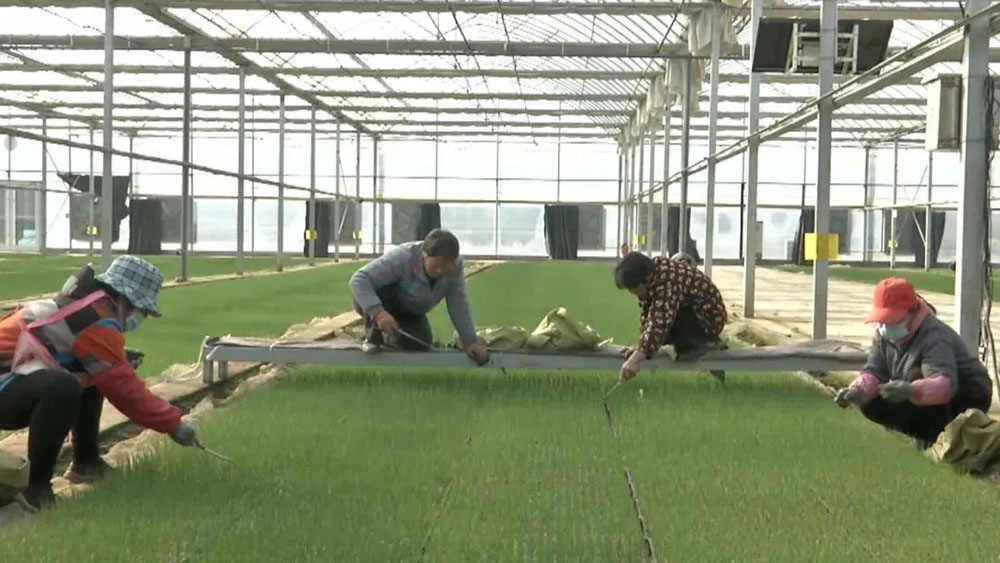 China Agricultural Mechanization News: Impressive! WoHua Technology's Fully Mechanized and Socialized Service Project for Large Scallions Wins First Prize!