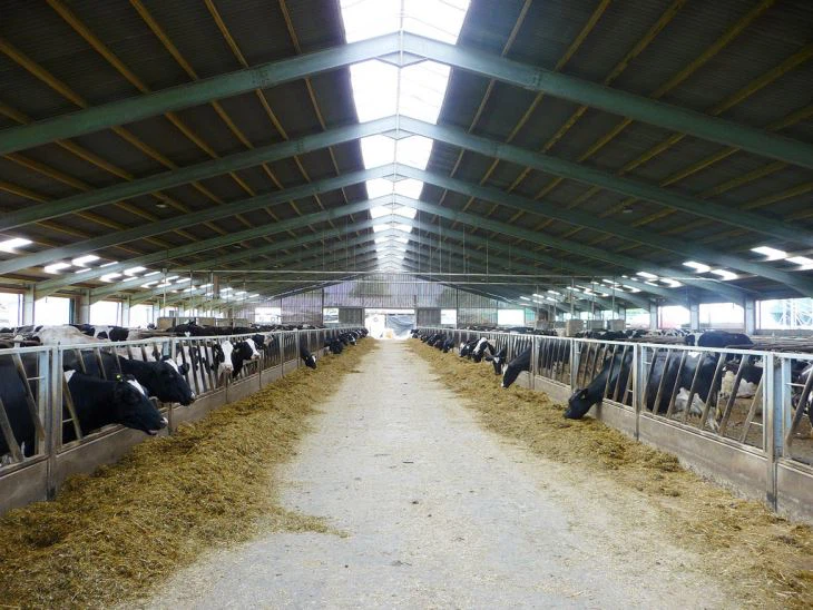Steel Structure Cowshed