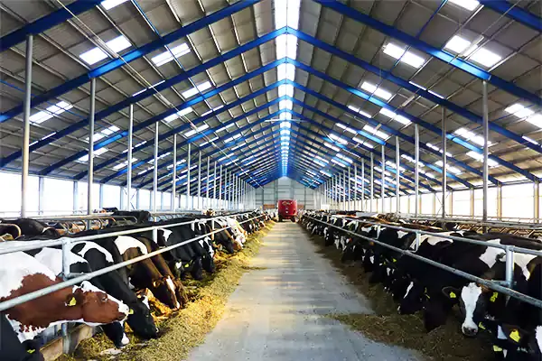 Steel Structure Cowshed