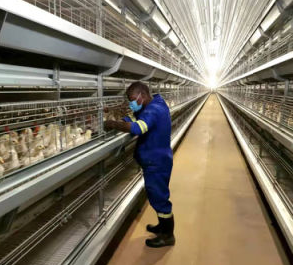 Features of layer poultry farming battery cage sturdy construction to withstand the demands of commercial egg production