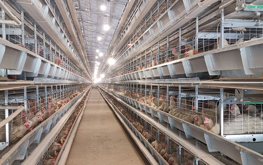 Features of the poultry farming cage system  are designed to facilitate easy and efficient egg collection