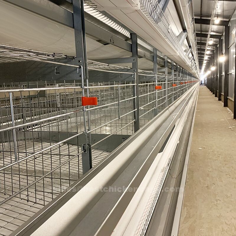 Features of the poultry farming cage system  are designed to facilitate easy and efficient egg collection