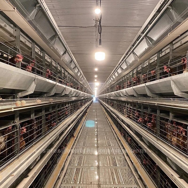 Top 5 poultry equipment you must have agriteer  to increase efficiency and reduce time spent on manual labor