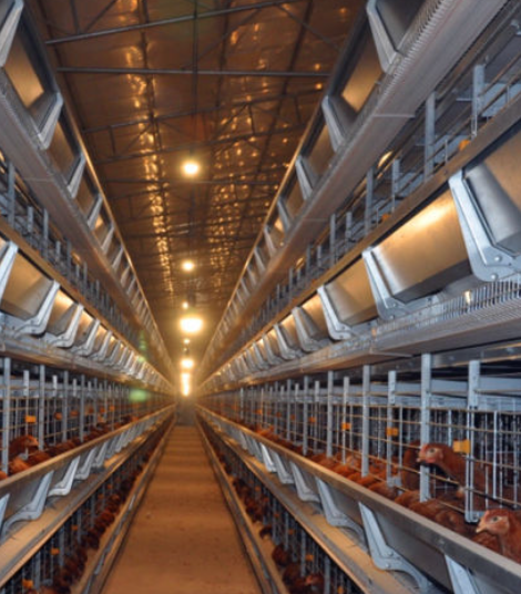 128 layers chicken cage system allows for more chickens to be housed in a smaller area increasing productivity and efficiency