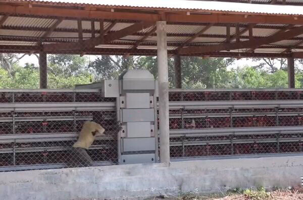 Standard size of A-type manual layer cage system it is also a good option for farms where labor costs are low or where manual labor is preferred