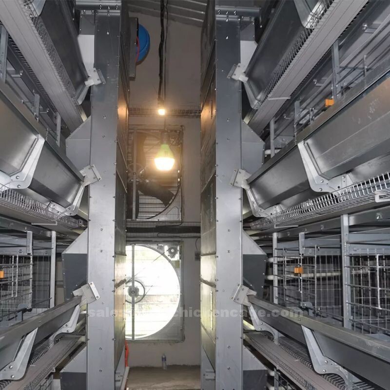 Standard size of A-type manual layer cage system it is also a good option for farms where labor costs are low or where manual labor is preferred Standard size of A-type manual layer cage system it is also a good option for farms where labor costs are low or where manual labor is preferred