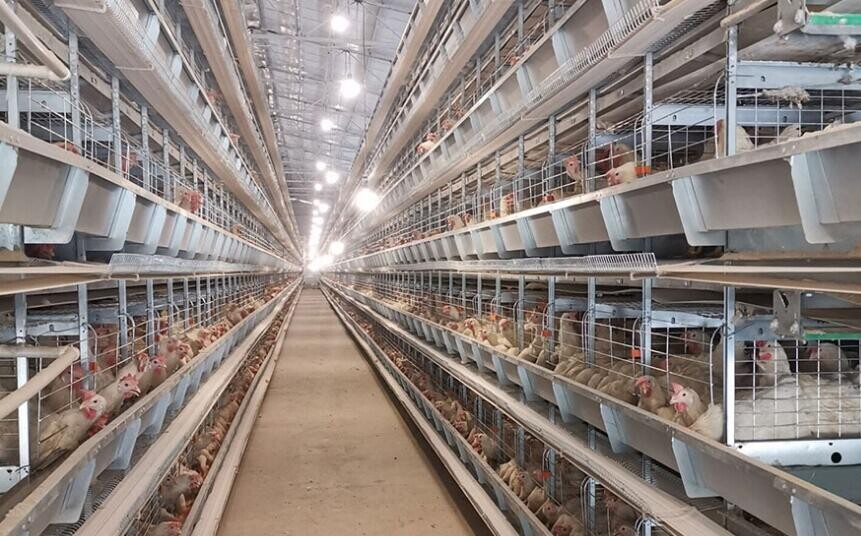 A type H chicken layer cage is a high-density multi-tier cage system used in poultry farming that reduces the risk of disease and enhances bird health