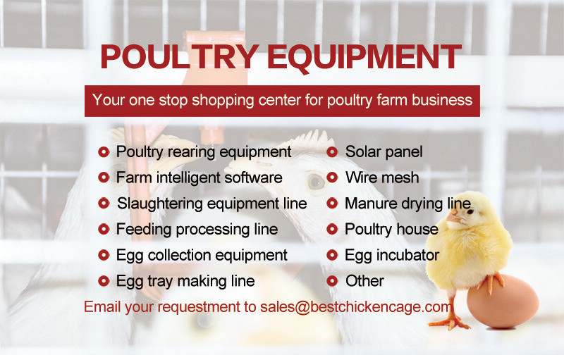 Looking to manage a farm with 20,000 chickens investing in efficient and automated poultry cages is vital for ensuring optimal productivity