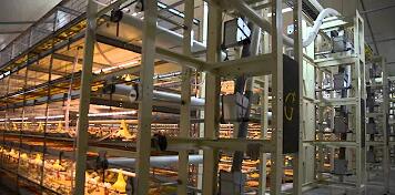 Detailed introduction of automatic broiler chicken cages can be designed to provide a variety of amenities for the chickens