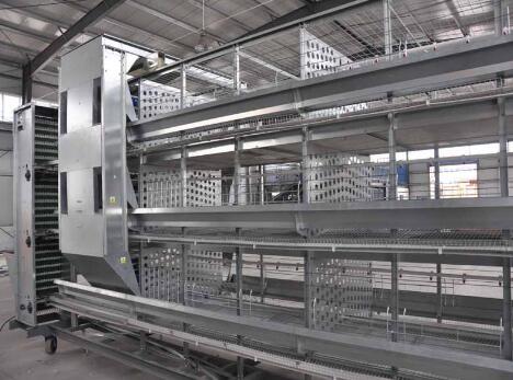 Chicken farming equipment's proper maintenance ensures long-term success for both small-scale and large-scale poultry operations