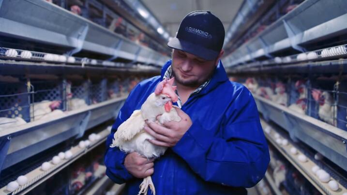 Why cage equipment for laying hens is widely used in industrial poultry farming due to its ability to enhance productivity