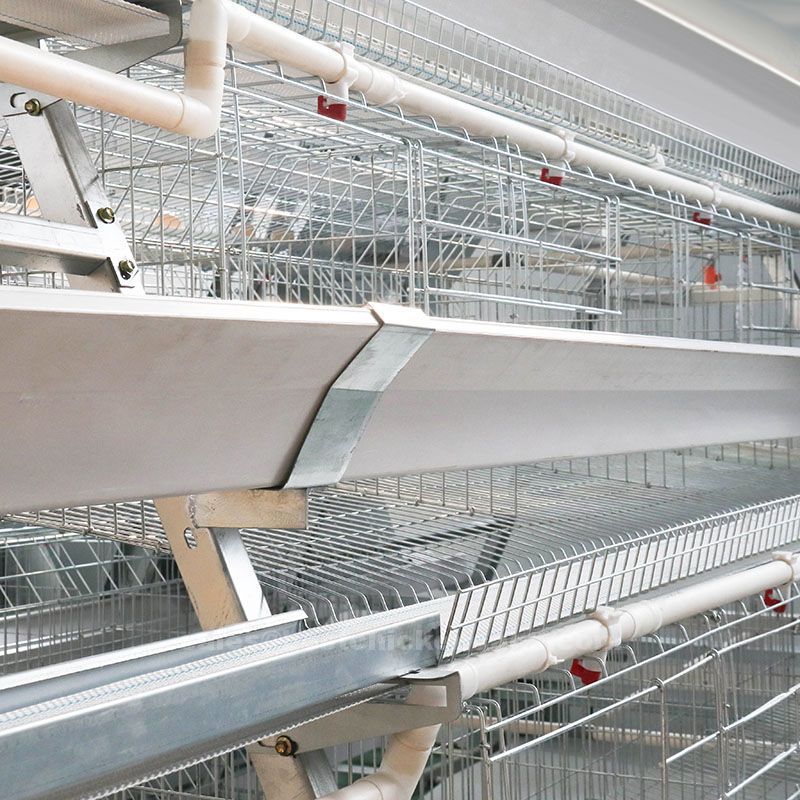 What are the features of the automated broiler cage system the automated broiler cage system is highly scalable