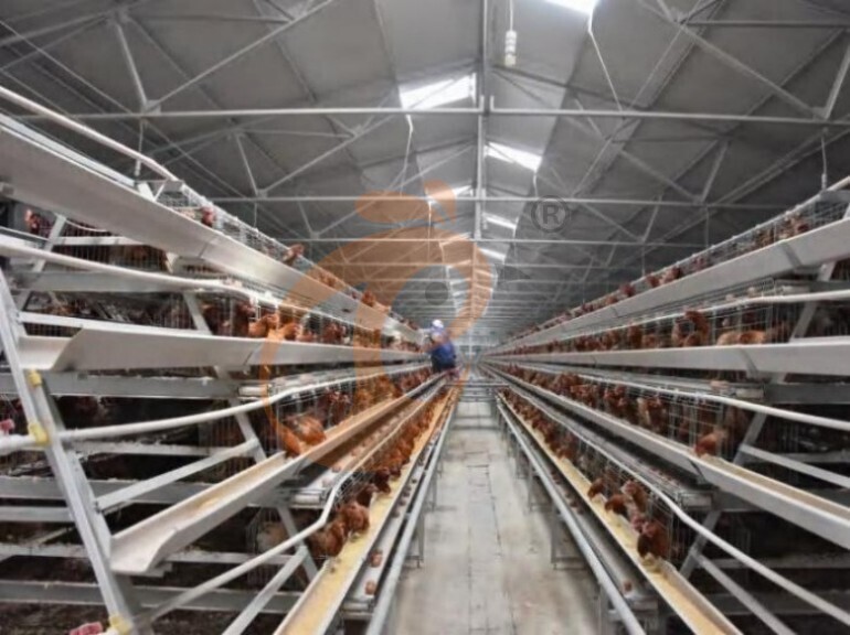 Automatic A Frame Layer Chicken Cage For Sale