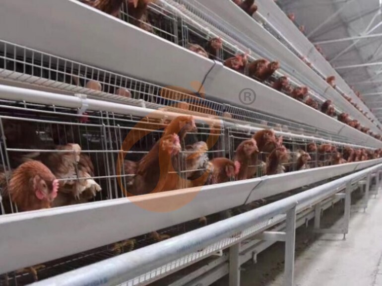 Automatic A Frame Layer Chicken Cage For Sale