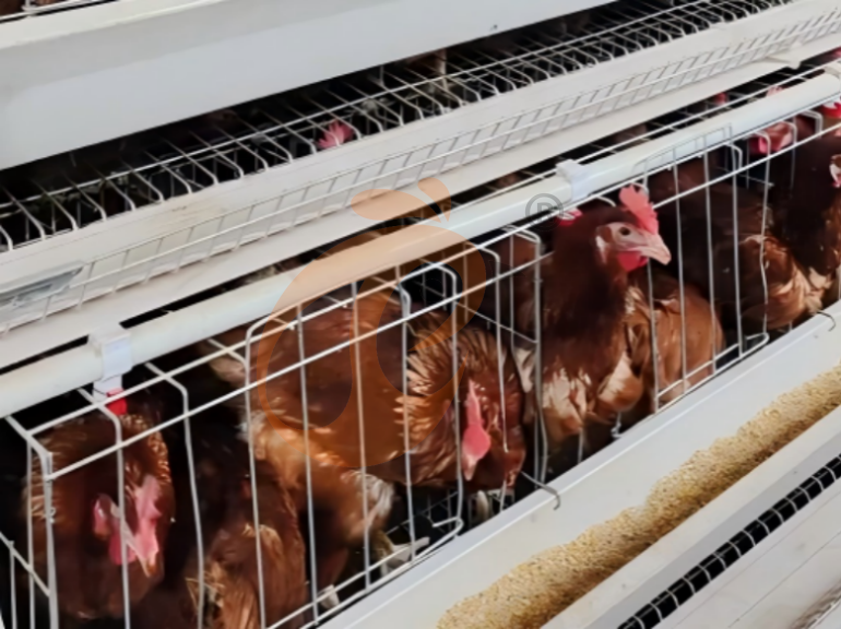 Automatic A Frame Layer Chicken Cage For Sale