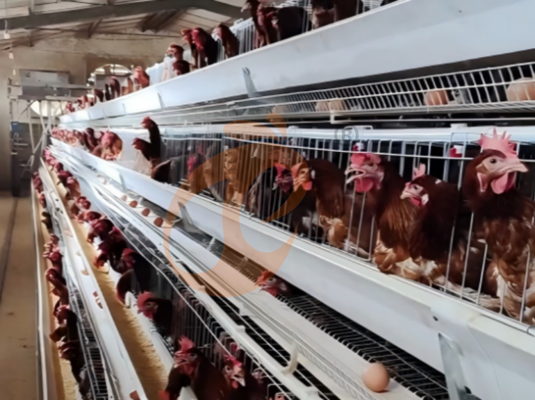 Automatic A Frame Layer Chicken Cage For Sale