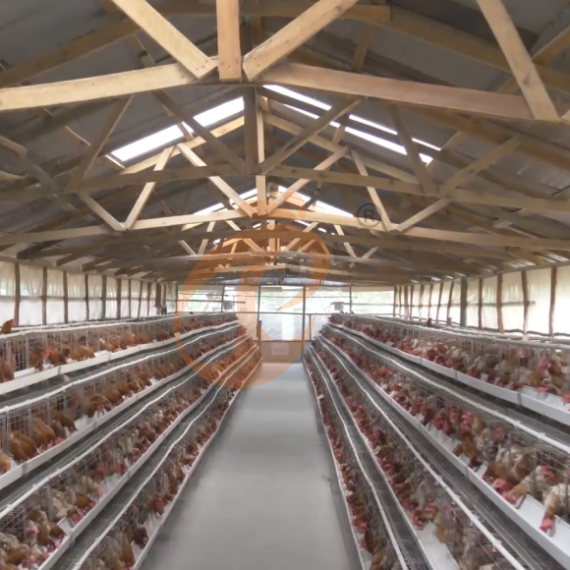 Semi Automatic A Frame Layer Chicken Cage For Sale