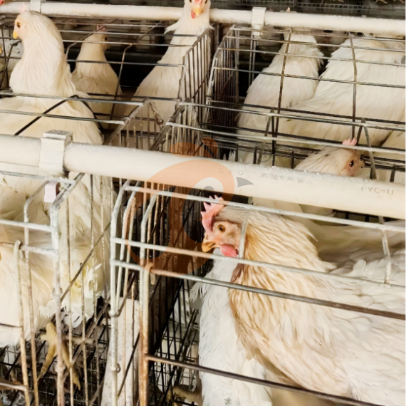 Semi Automatic A Frame Layer Chicken Cage For Sale