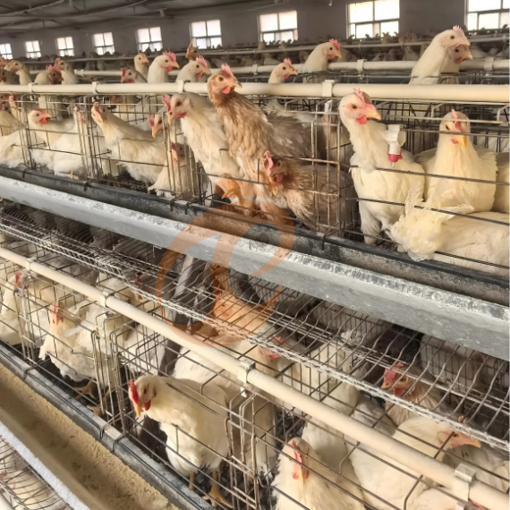 Semi Automatic A Frame Layer Chicken Cage For Sale