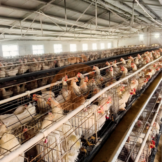 Semi Automatic A Frame Layer Chicken Cage For Sale