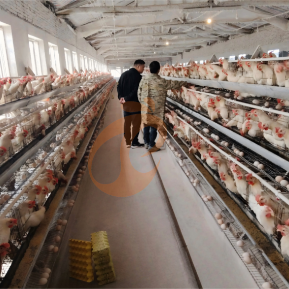 Semi Automatic A Frame Layer Chicken Cage For Sale