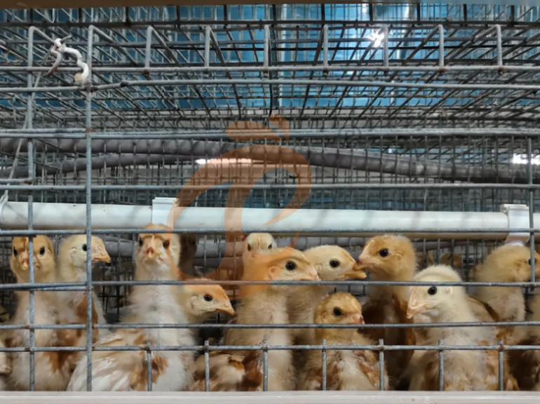 Semi Automatic A Frame Young Layer Chicken Cage For Sale