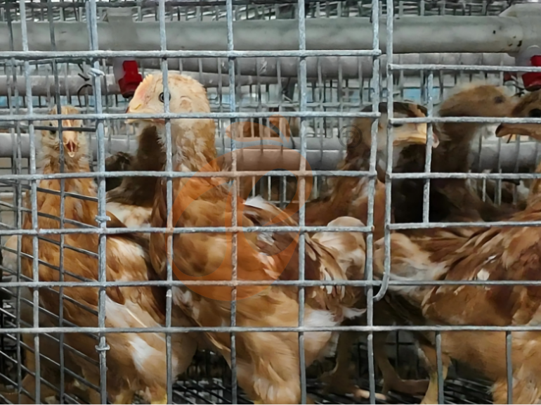 Semi Automatic A Frame Young Layer Chicken Cage For Sale