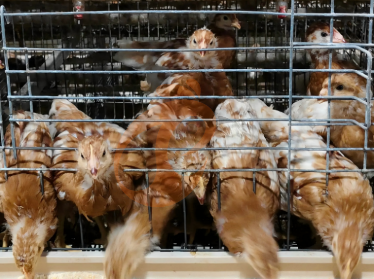 Semi Automatic A Frame Young Layer Chicken Cage For Sale