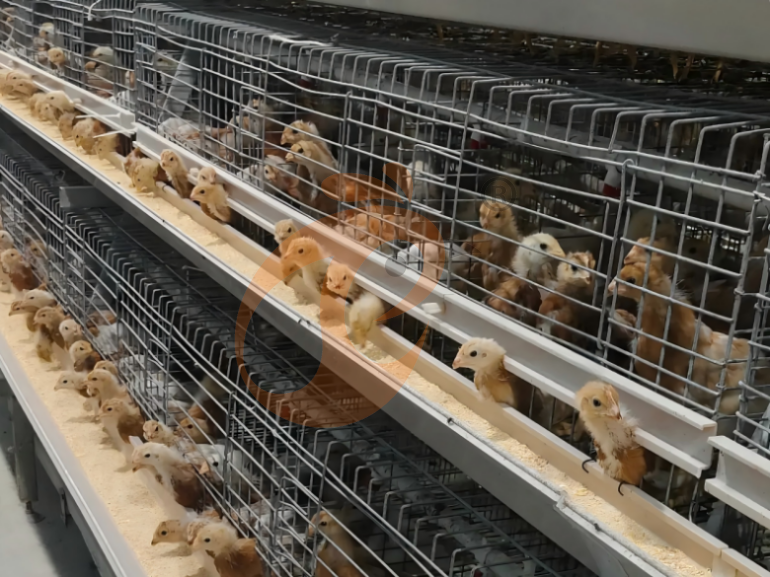 Semi Automatic A Frame Young Layer Chicken Cage For Sale