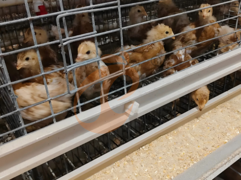 Semi Automatic A Frame Young Layer Chicken Cage For Sale