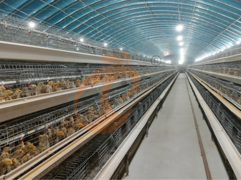 Semi Automatic A Frame Young Layer Chicken Cage For Sale