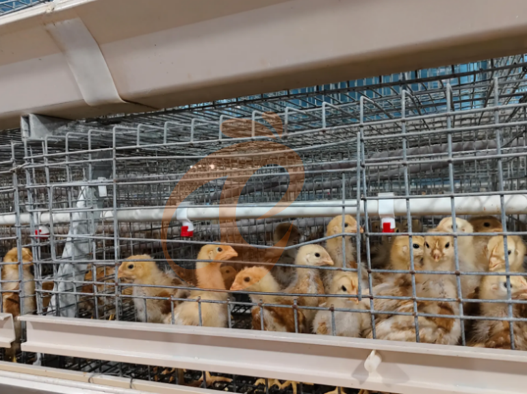 Semi Automatic A Frame Young Layer Chicken Cage For Sale