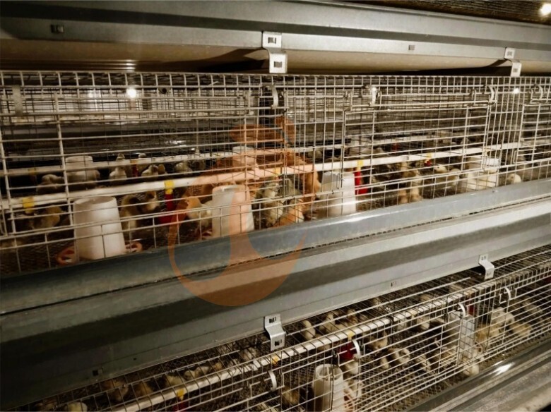 Automatic H Frame Young Layer Chicken Cage For Sale