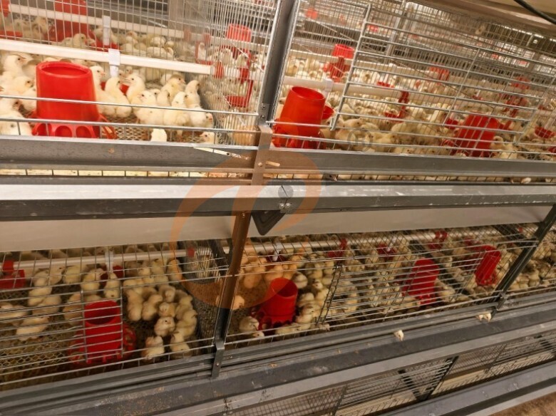 young layer chicken cage for sale (5)