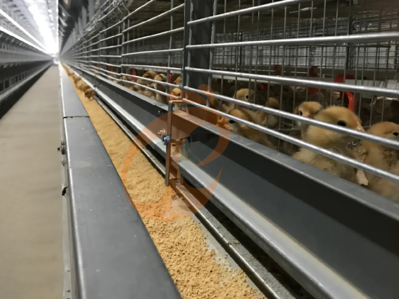 Automatic H Frame Young Layer Chicken Cage For Sale