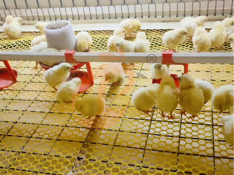 Semi Automatic H Frame Young Layer Chicken Cage For Sale