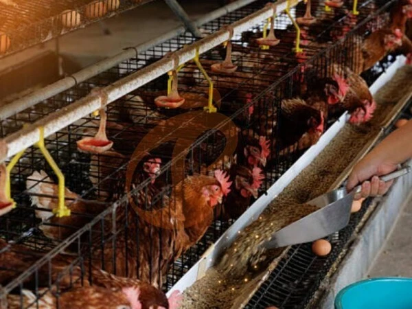 Layer Chicken Cage | 5 Essential Tips To Increase Egg Production Efficiency