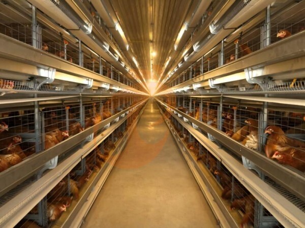 Economy Vs Heavy-Duty A Type Battery Cage: Which Is Worth Buying?