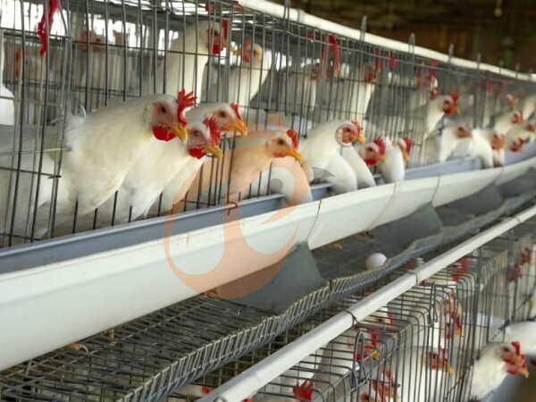 Which Poultry Farm Equipment Is Worth The Investment?