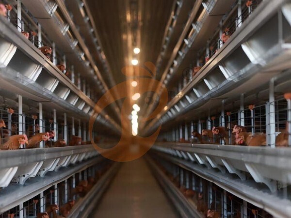 Complete Buying Guide And Checklist For Poultry Farming Equipment